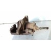 Recambio de pinza freno delantera derecha para seat leon (1m1) sport referencia OEM IAM 11819000671 7636 