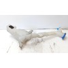 Recambio de deposito limpia para seat ibiza iv (6j5, 6p1) 1.6 tdi referencia OEM IAM 6Q0955453P  