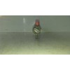Recambio de rampa inyectora para opel combo d cargo l1h1 2,2t referencia OEM IAM 0445214217 55234437 804341L2