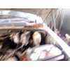 Recambio de amortiguadores capo para jeep cherokee (kj) 2.5 crd 4x4 referencia OEM IAM   