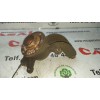 Recambio de mangueta delantera derecha para renault scenic ii grand confort authentique referencia OEM IAM 557  