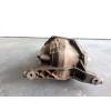 Recambio de diferencial trasero para volvo xc90 2.5 20v turbo cat referencia OEM IAM P1216619  